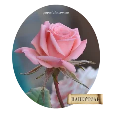 РТ130064б Роза. Техника Папертоль