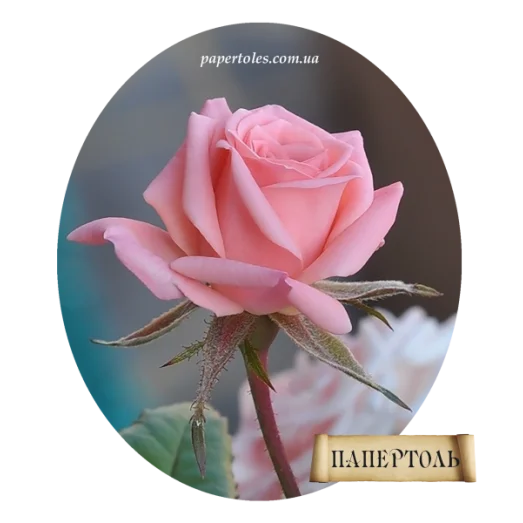 РТ130064б Роза. Техника Папертоль