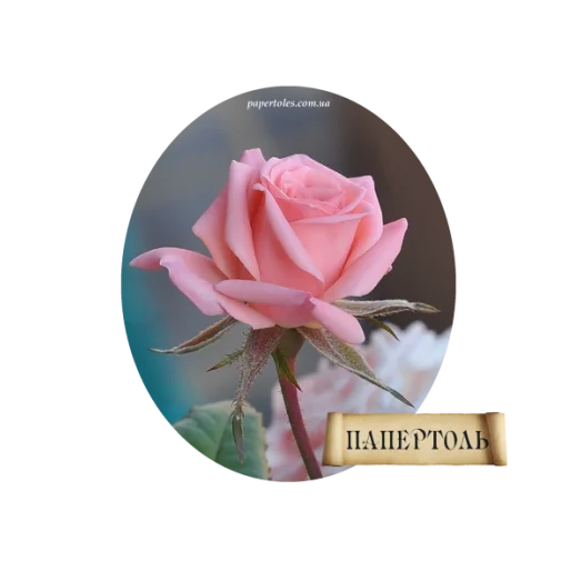 РТ130064м Роза. Техника Папертоль