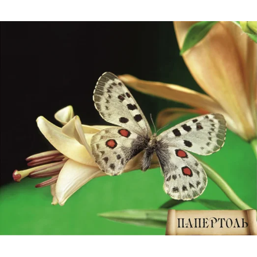РТ140006 Бабочка. Техника Папертоль