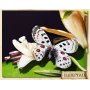 РТ140006 Бабочка. Техника Папертоль