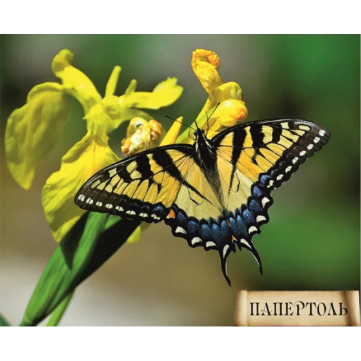 РТ140007 Бабочка. Техника Папертоль
