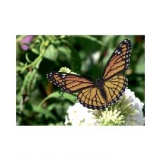 А4-К-002 Бабочка Монарх. Схема для вышивки бисером ТМ Acorns