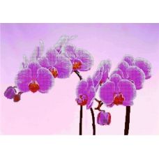 КМР-2125 Орхидея на розовом. Схема для вышивки бисером Краина Моих Мрий