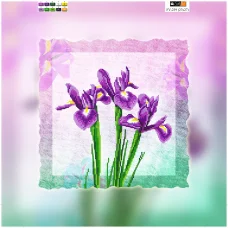 FV-239 (32*32) ХОЛСТ. Ирисы. Схема для вышивки бисером. Свит Арт