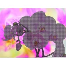 КМР-2018 Розовая орхидея. Схема для вышивки бисером Краина Моих Мрий
