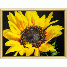 КС-161 Солнечный цветок. Набор со стразами Чаривна Мить