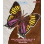 NBFL-027 Набор бабочка Марпезия Марселла на водорастворимом флизелине ТМ Вдохновение
