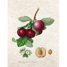 BА22480 Сливы. Набор для вышивки нитками. Luca-s