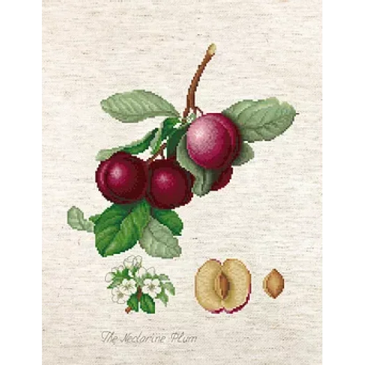 BL22480 Сливы.  Набор для вышивки нитками. Luca-s