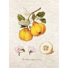 BL22430 Айва. Набор для вышивки нитками. Luca-s