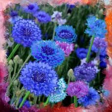 TG-037-2a(27*27) Васильки. Схема для вышивки бисером СвитАрт